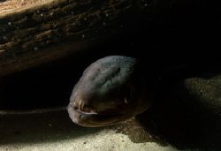 Conger eel. Fascinating marine life can also be found in ... by Grant Kennedy 